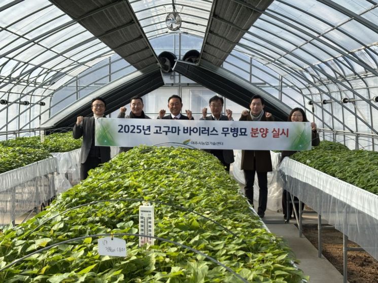 여주시, 고구마 바이러스 무병묘 첫 분양 실시