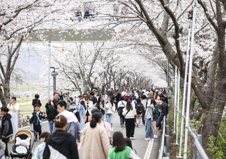 양산시, 2025년 물금벚꽃축제 3월 29일 개막