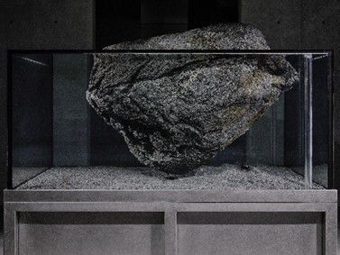 캄브리아기 대폭발 16. 리움미술관 제공