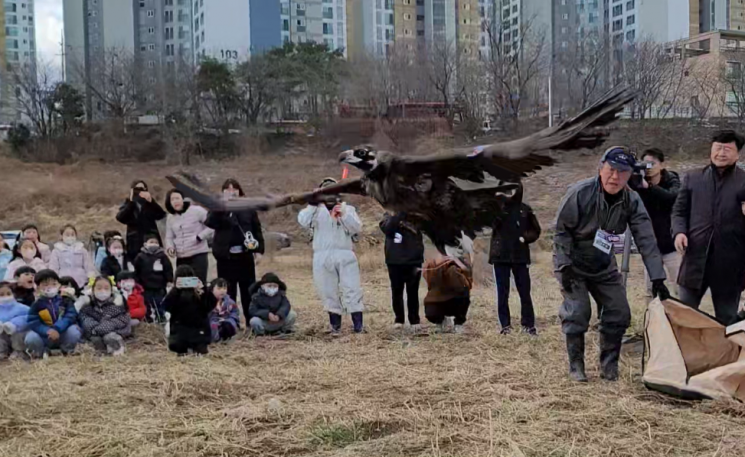 6일 오전 울산 태화강 하중도에서 우측 안구가 파열된 채 구조돼 치료받고 완치된 96번 독수리가 날아오르는 모습. 울산시 제공