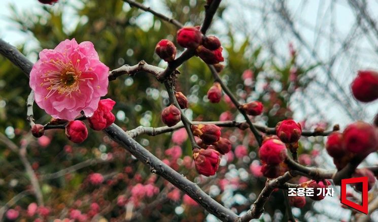 [조용준의 여행만리]섬진강 봄꽃로드 빨강, 하양, 노랑 꽃잔치