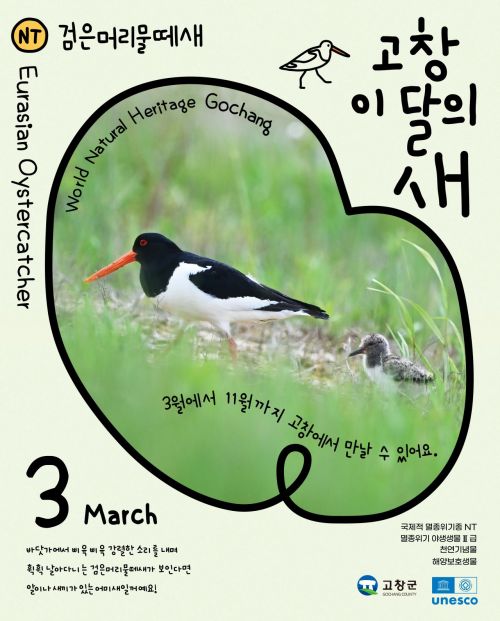 고창군, 이달의 새 ‘검은머리물떼새’ 선정