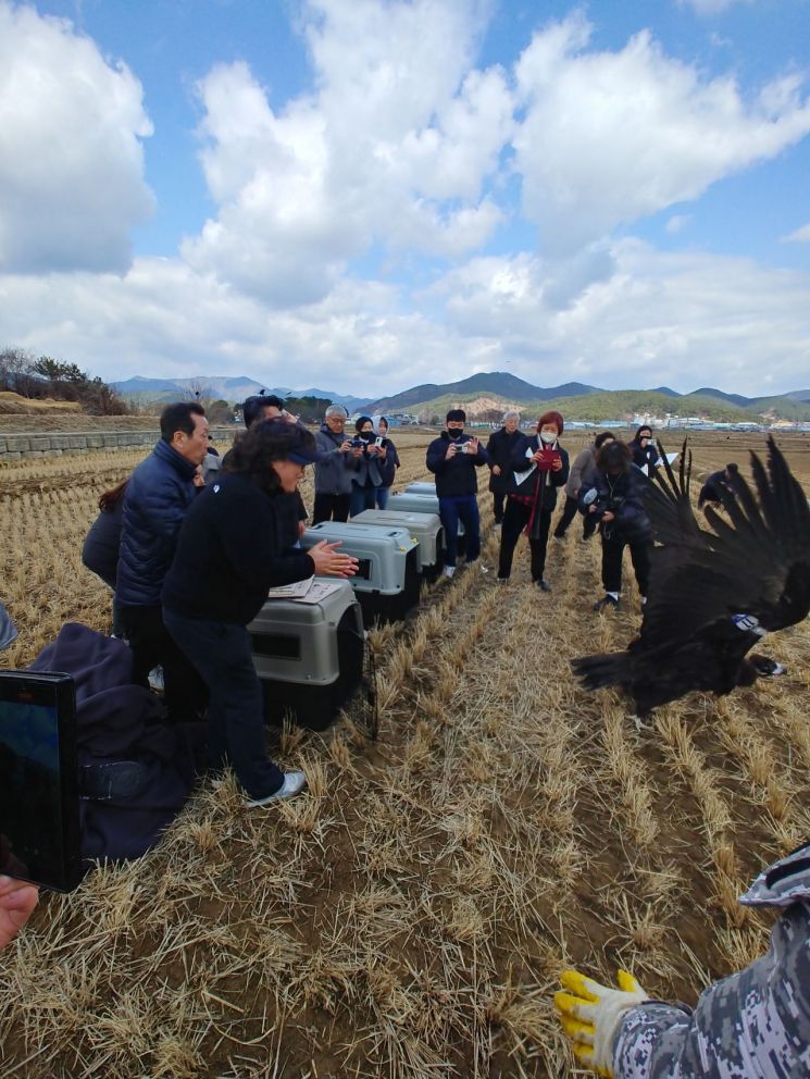 구조된 독수리, 고성에서 힘찬 날갯짓으로 날아가다.