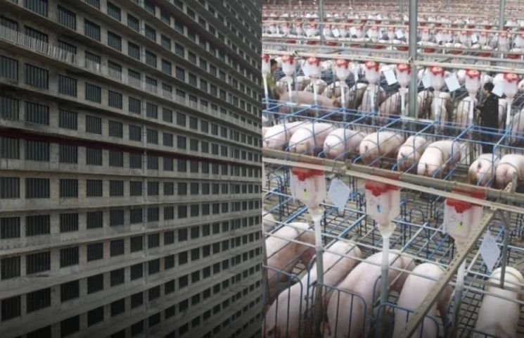 중국과 손잡고 'AI 돼지빌딩' 도입 …동물단체 반발 왜?