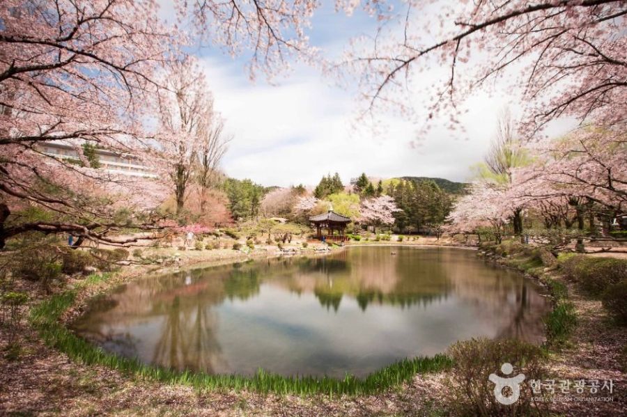 경주 보문 단지는 경주 시가지에서 동쪽으로 약 10여㎞ 정도 떨어진 명활산 옛 성터에 보문호를 중심으로 조성되었다. 경주지역에는 특히 벚나무가 많아 산책하기 좋다. 한국관광공사 홈페이지