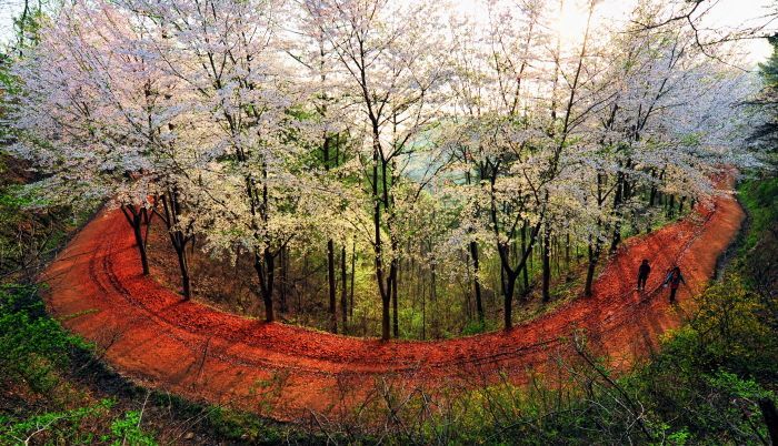 계족산 황톳길은 임도 총 14.5㎞에 질 좋은 황토 2만여 톤을 투입하여 조성한 맨발 트래킹의 명소다. 경사가 완만해 맨발로 걷기 무리 없을 뿐 아니라, 여름에는 발끝부터 황토의 시원한 기운이 올라와 무더위를 식히기 좋다. 한국관광공사 홈페이지