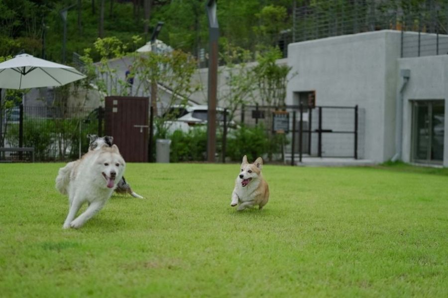 국내 최대 규모의 반려견 테마파크. 춘천 남산면 일대 약 99,173㎡(약 3만 평) 대지에 조성한 강아지숲. 박물관, 운동장, 수영장(여름 한정 운영) 등 다채로운 시설을 갖췄다. 예방접종이 완료된 3개월 이상의 반려견만 입장 가능하다. 한국관광공사 홈페이지