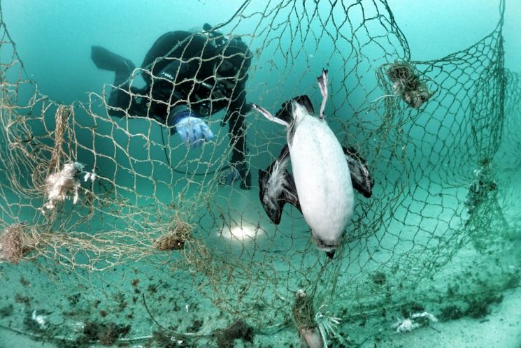 KIOST, 해양쓰레기 얽힘 피해 20년간 매년 증가 확인