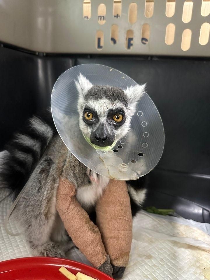 Endangered Monkey with Broken Arm from Jeju Undergoing Surgery and Recovery in Gwangju