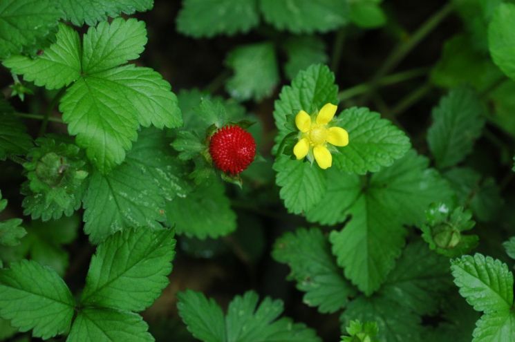 노로바이러스 억제 성분이 들어간 것으로 알려진 산뱀딸기. 국립생물자원관
