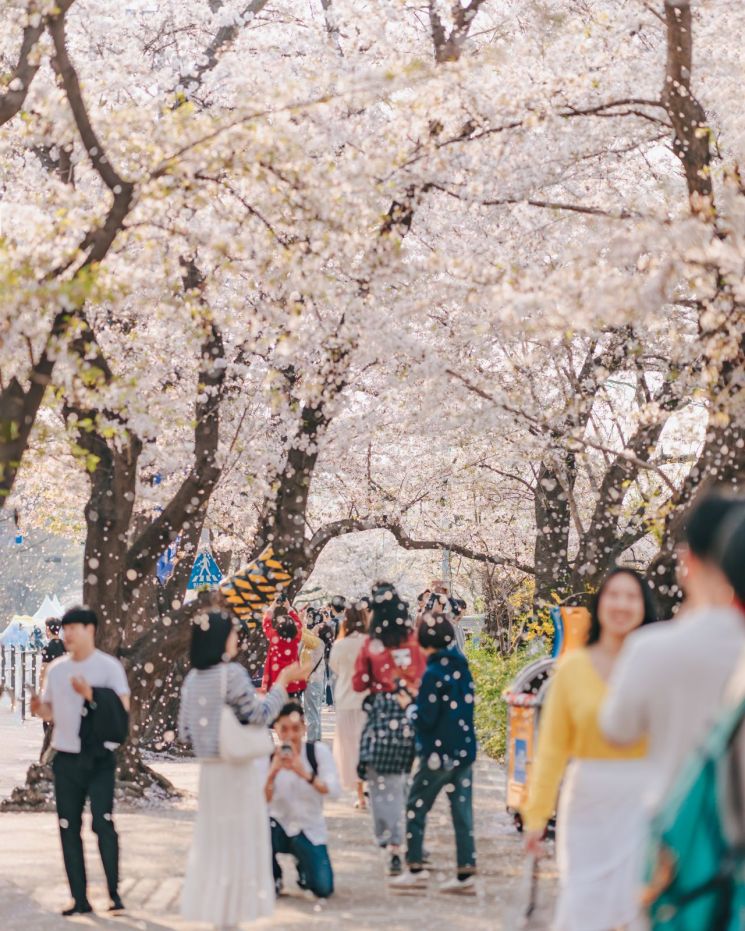 '모두의 정원'…영등포구, 4월 4~8일 여의도 봄꽃축제 개최