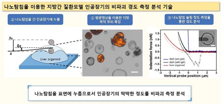 나노탐침을 이용한 지방간 질환모델 인공장기의 비파괴 경도 측정 분석 기술. 화학연 제공