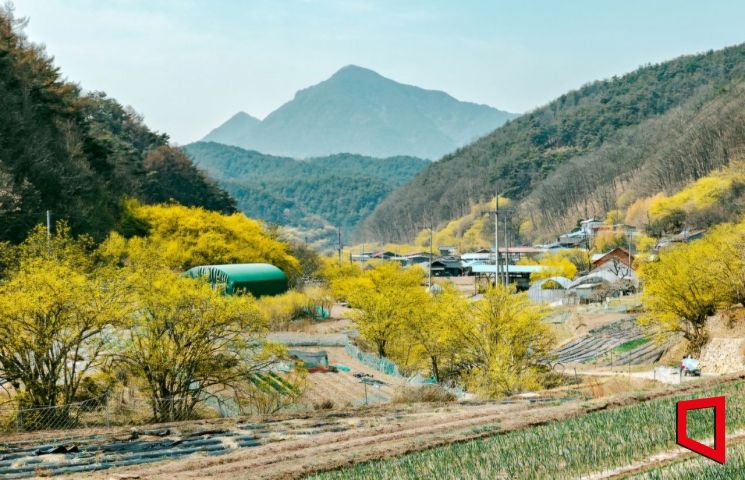 경북 의성군 사곡면에 노란 봄 꽃이 핀 산수유 꽃 물결을 이루고 있다.