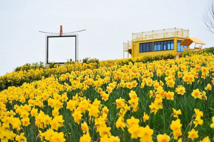 신안군, 내달 4~13일 ‘섬 수선화 축제’ 개최