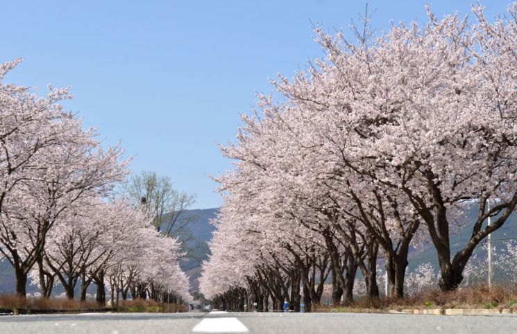 연분홍 핑크빛 가득한 백리벚꽃길.