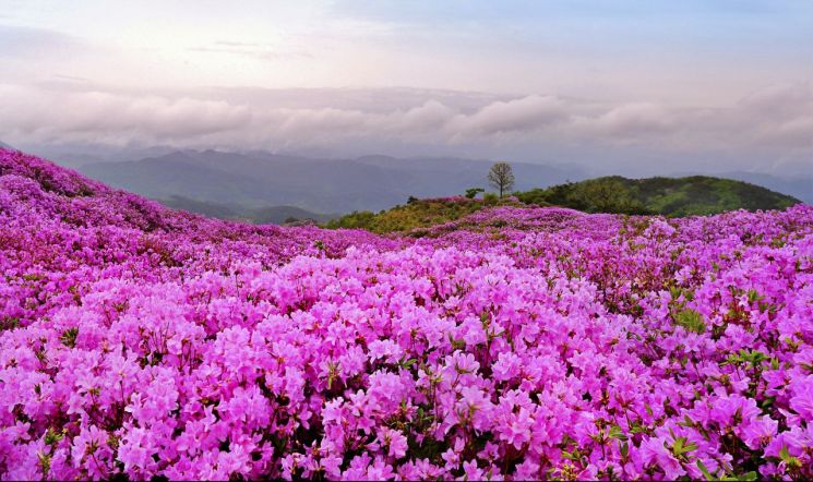 철쭉이 물들이는 황매산  봄의 절정.