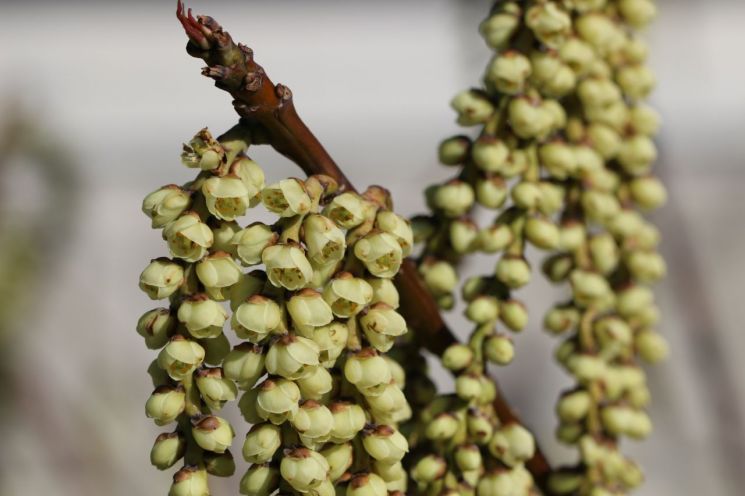 희귀종 ‘완도술꽃나무’ 꽃 활짝