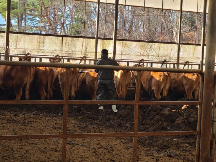 구제역 백신 접종 중인 공수의사. 양산시 제공