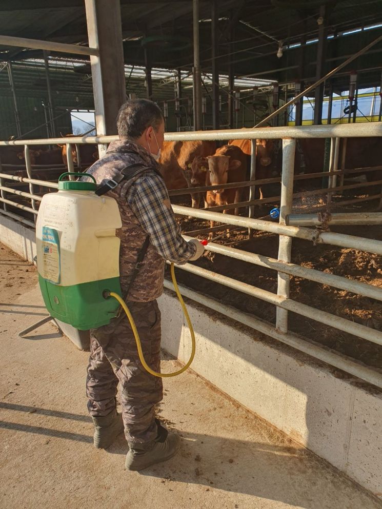 전남 한 한우 축사에서 축주가 구제역 예방을 위한 소독 작업을 하고 있는 모습. 전남도 제공