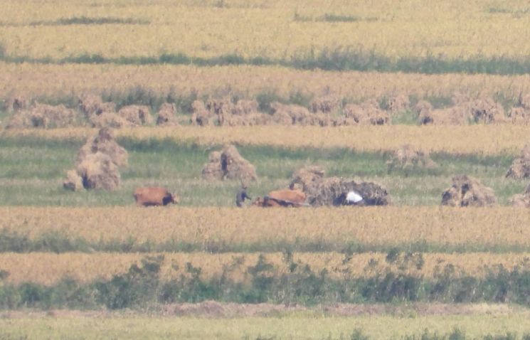 지난해 9월23일 오후 인천 강화군 강화평화전망대에서 바라본 북한 황해도 개풍군 들녘에서 북한 주민들이 추수 작업을 하고 있다. 연합뉴스