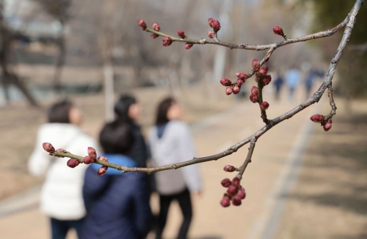 지난 11일 서울 성동구 청계천 매화거리에서 행인들이 매화를 구경하고 있다. 연합뉴스 제공