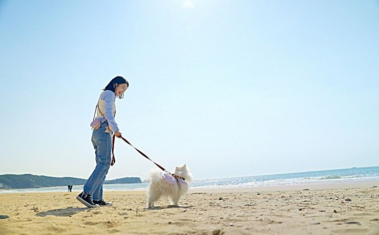 충남 태안군이 ‘2025년 태안 방문의 해’를 맞아 반려동물과 함께 하는 특별한 관광 콘텐츠를 선보여 반려인들로부터 큰 관심과 함께 화제다. /태안군
