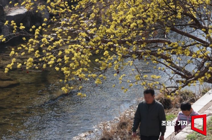 완연한 봄 날씨를 보인 21일 서울 청계천에 활짝 핀 산수유를 보며 시민들이 산책을 즐기고 있다. 2025.3.21 조용준 기자