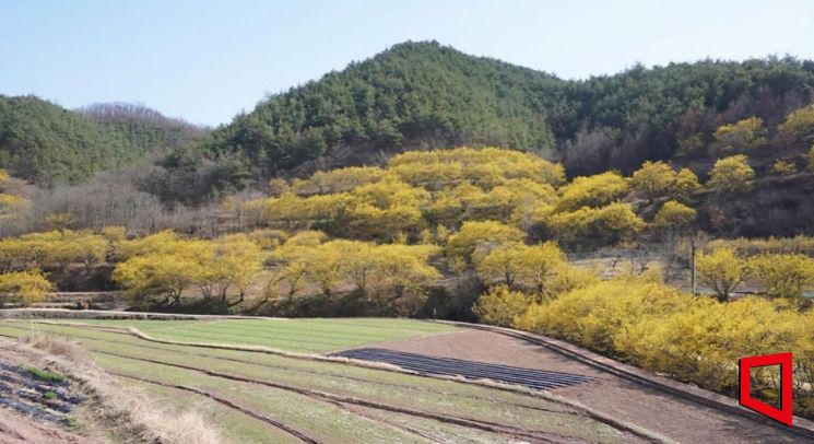 의성군, 산수유마을 꽃맞이행사 맞아 '의성장날' 특별기획전 개최