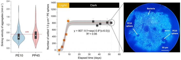 Experimental results of settling velocity of microplastic aggregates (left) and resuspension analysis results with fluorescent microscope images of aggregates (right).