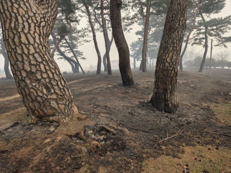 산불 피해를 본 안동 백운정 및 개호송 숲 일원