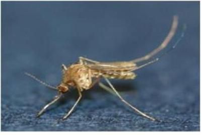 일본뇌염 매개모기인 '작은빨간집모기'. 질병관리청 제공