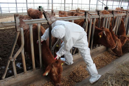 전북도가 지난 27일 구제역 유입을 차단하기 위해 긴급 백신 접종을 조기 완료했다. 전북도 제공
