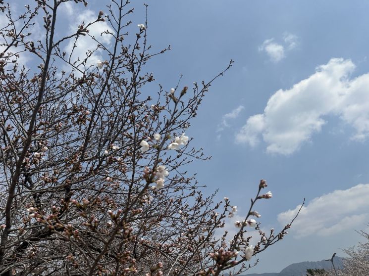 [组图]“樱花落在铁轨上” 庆和站再次迎来踏春人