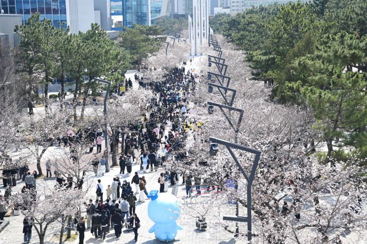 ‘핑크캠퍼스’ 부산 벚꽃 명소 국립부경대… 벚꽃축제 개최