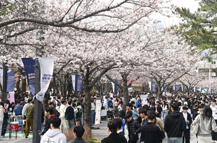 ‘핑크캠퍼스’ 부산 벚꽃 명소 국립부경대… 벚꽃축제 개최