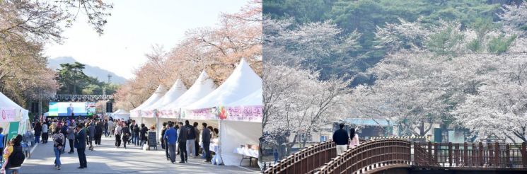 담양군, 오는 5~6일 ‘추월산 벚꽃축제’ 개막