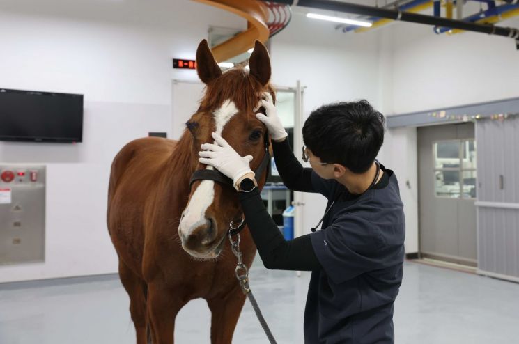 렛츠런파크 부산경남, 산불 피해 대피한 ‘소똥구리馬’ 돌본다