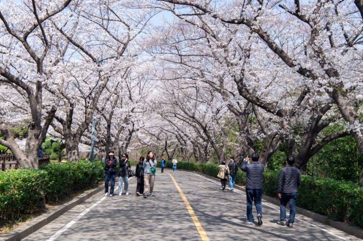 광양제철소 “백운대로 벚꽃 보러 오세요”