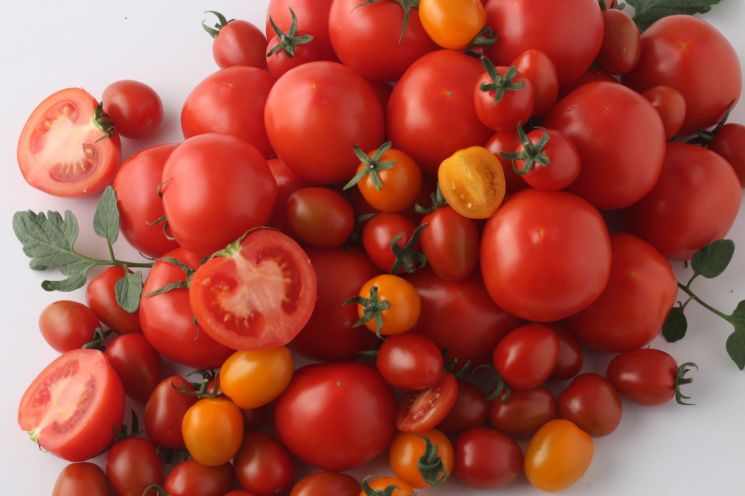 부여 방울토마토, 천혜의 자연과 스마트농업이 빚어낸 명품 농산물