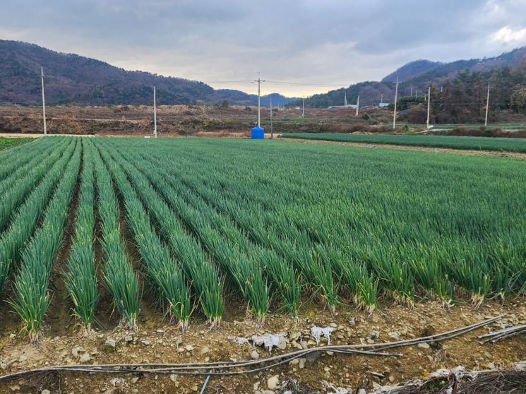 전남도-농협경제지주, 전남산 대파 할인 판매