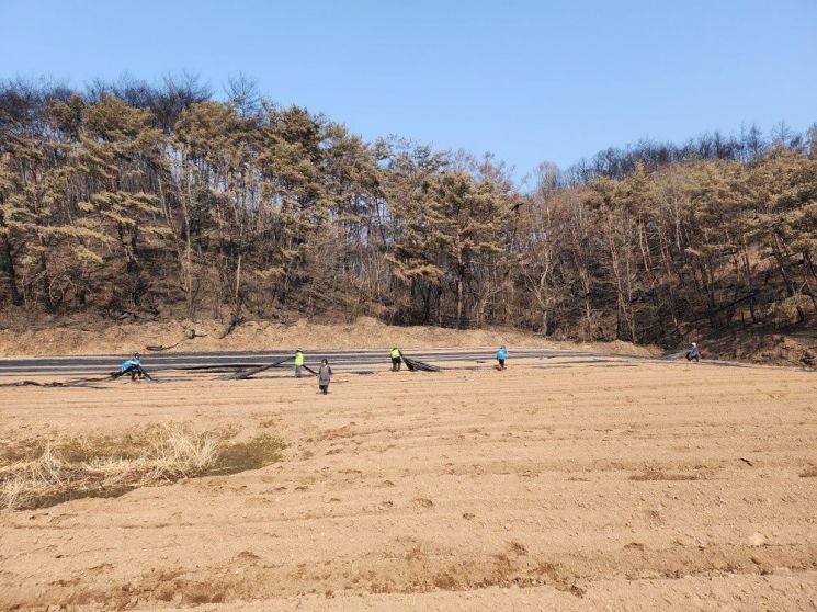 산불 피해 농가긴급 일손돕기를 추진하는 영양군. 영양군 제공