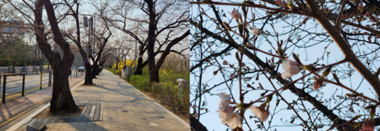 서울 벚꽃 개화…평년보다 4일 빨라