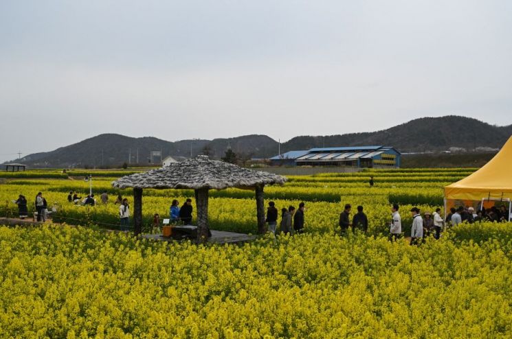 포항 호미반도 유채꽃밭, 노란 물결 장관 속… 주말 관광객 발길 이어져