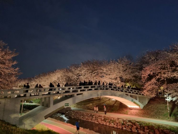 서초구 “봄밤 벚꽃 명소, 여의천·도구머리공원 오세요”
