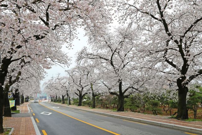 정읍시, '벚꽃축제' 15만명 방문 '성황'