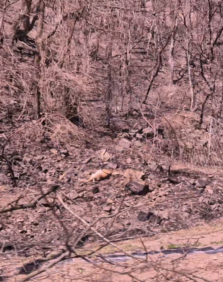 Traces left by the wildfire. On the 7th, a roe deer presumed to have died in the fire was found lying at the foot of Juwangsan National Park in Cheongsong County, Gyeongbuk. Photo by Song Seungseop