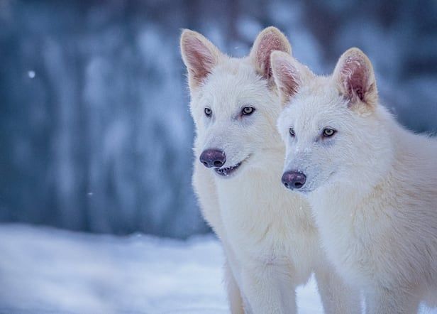 '왕좌의 게임' 늑대 실제로 볼까… 멸종 1만3000년 만에 복원
