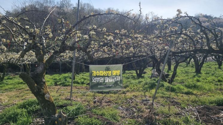 담양군 "개화기 과수화상병 철저한 방제를"