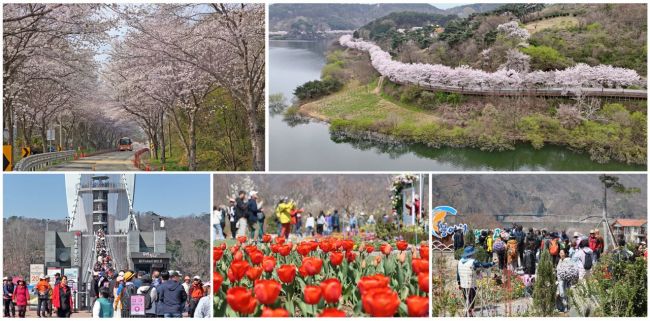 임실군, 옥정호 순환도로 벚꽃 만개