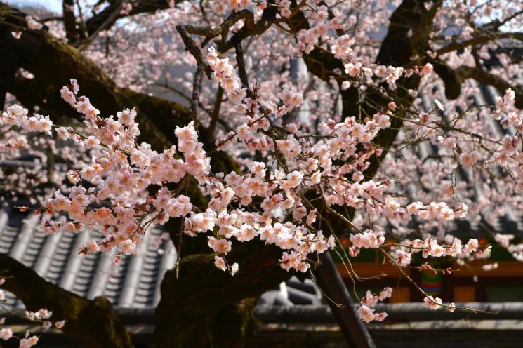 [내일 날씨] 광주·전남 완연한 봄기운…낮 24도까지